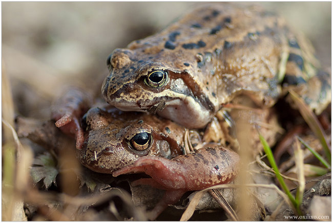 gallery/gal/Animals/Other_Animals/9988_an.jpg