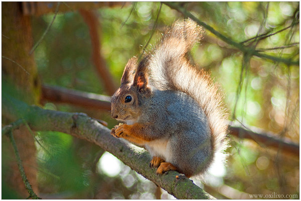 gallery/gal/Animals/Other_Animals/9991_an.jpg