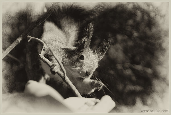 gallery/gal/Animals/Other_Animals/9995_an.jpg
