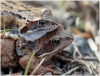 gallery/gal/Animals/Other_Animals/_thb_9989_otan.jpg