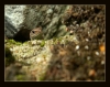 gallery/gal/Animals/Other_Animals/_thb_9990_an.jpg