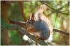 gallery/gal/Animals/Other_Animals/_thb_9991_an.jpg