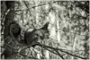 gallery/gal/Animals/Other_Animals/_thb_9992_an.jpg