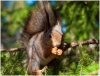 gallery/gal/Animals/Other_Animals/_thb_9993_an.jpg