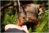 gallery/gal/Animals/Other_Animals/_thb_9994_an.jpg
