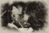 gallery/gal/Animals/Other_Animals/_thb_9995_an.jpg
