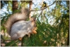 gallery/gal/Animals/Other_Animals/_thb_9996_an.jpg