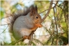 gallery/gal/Animals/Other_Animals/_thb_9997_an.jpg