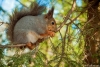 gallery/gal/Animals/Other_Animals/_thb_9999_an.jpg